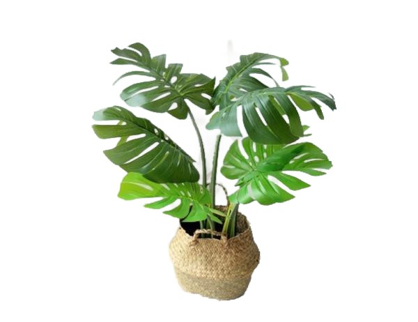 몬스테라 1포트